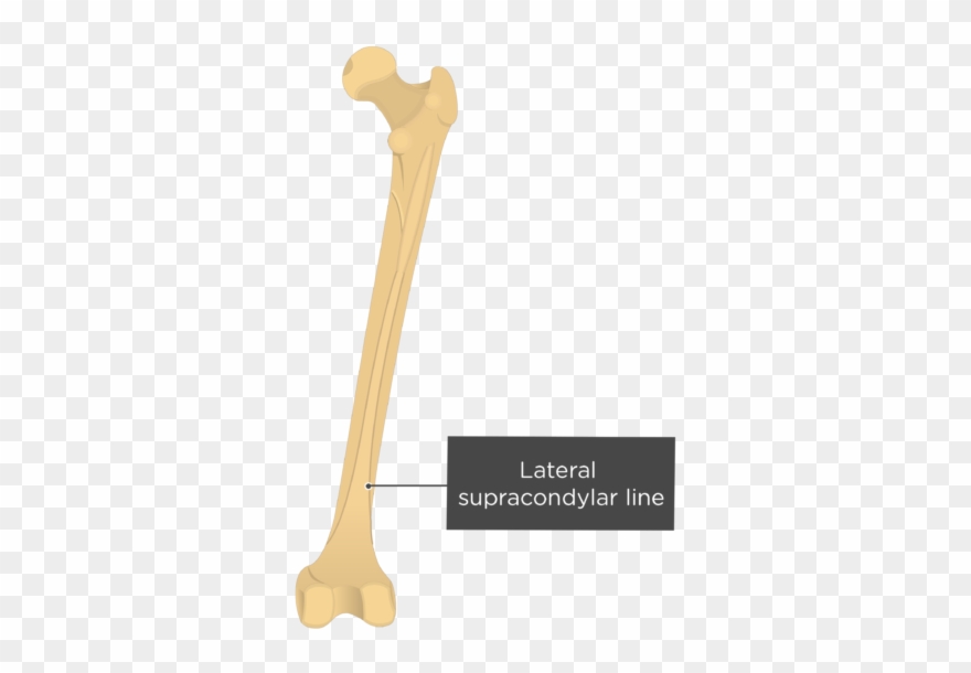 Lateral Supracondylar Line Clipart