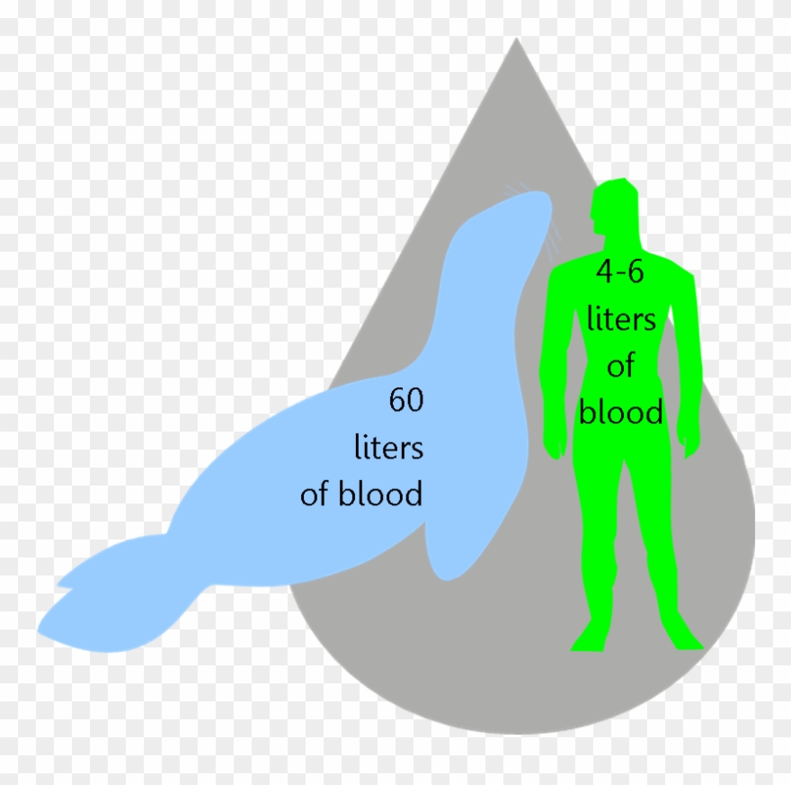 White Blood Cells Clipart - Png Download