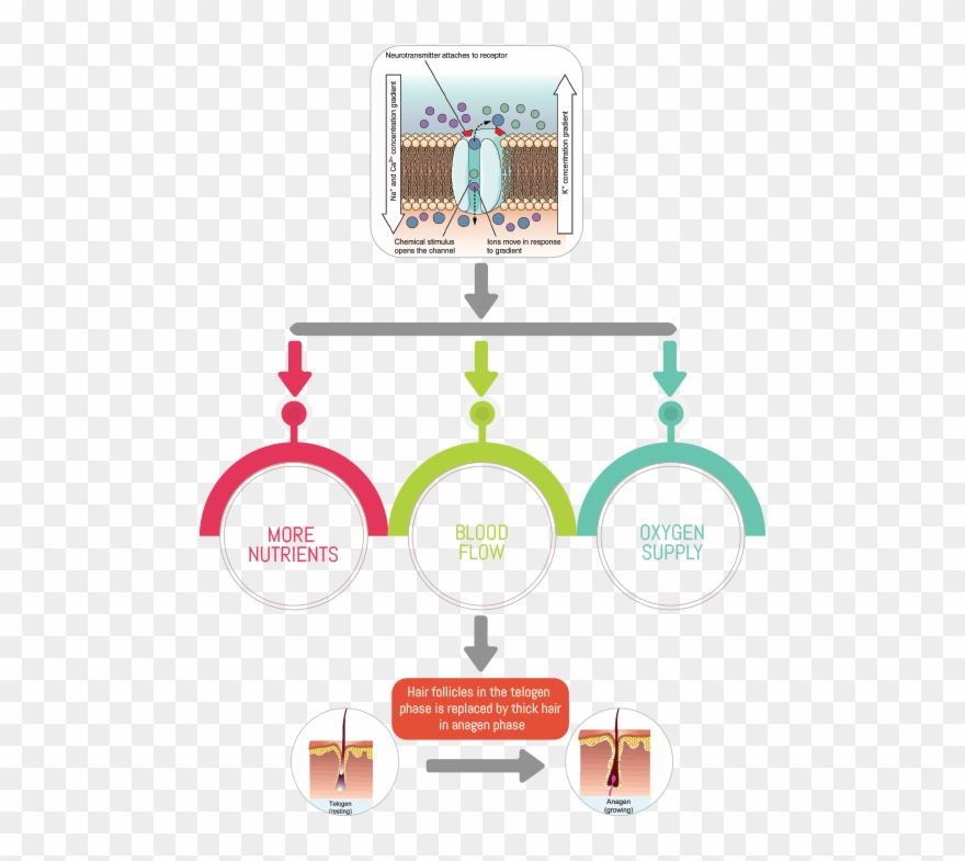 How Topical Minoxidil Works Clipart
