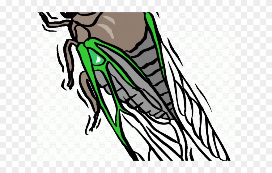 Cicada Clipart Transparent - Png Download