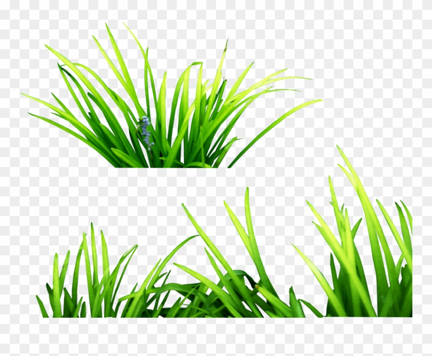 Free Png Grass Png Images Transparent Clipart