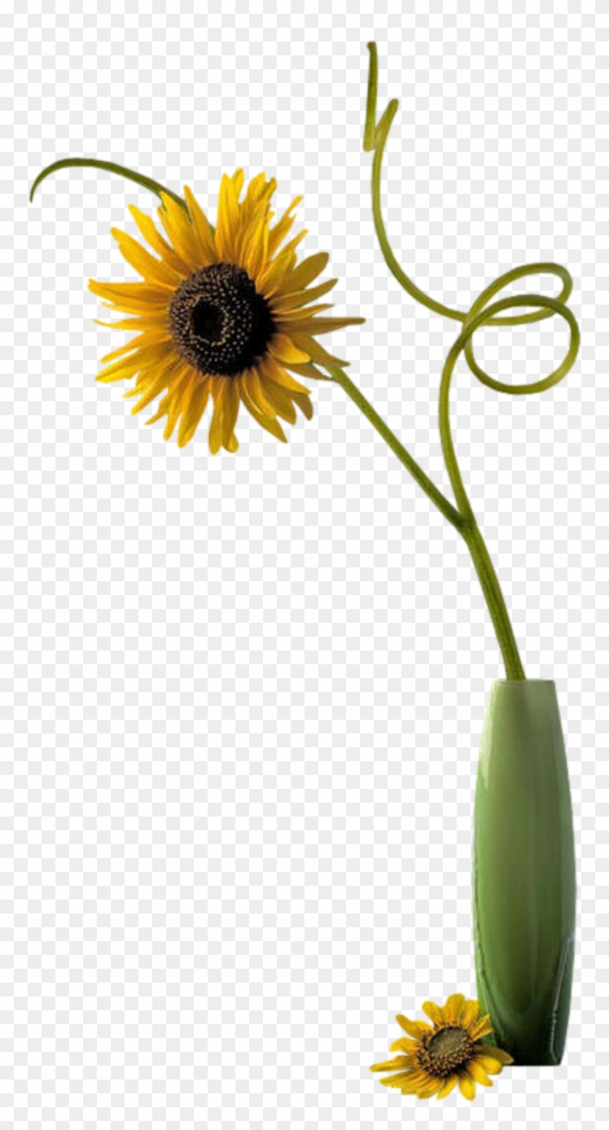 Photo Vase De Fleurs Clipart