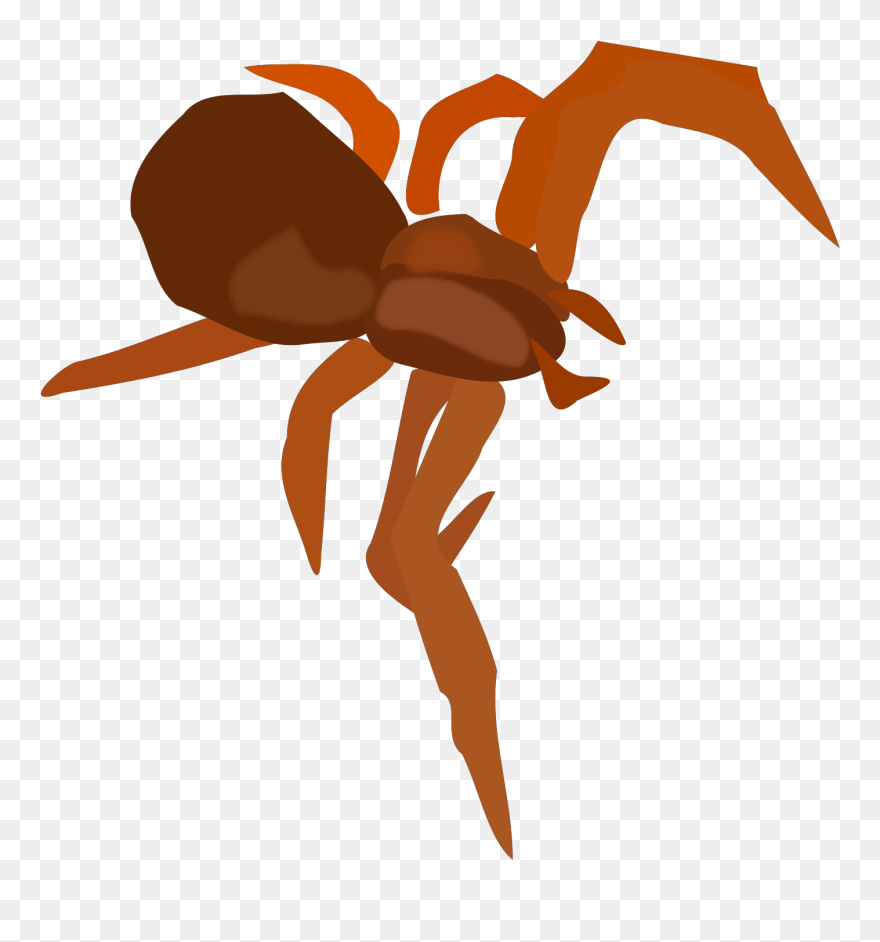 Arachnid Spider, Insect, Arachnid Clipart