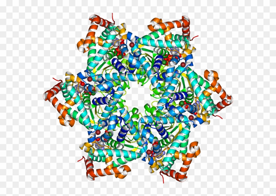 Twelve Copies Of The Protein Use Their First Domain Clipart