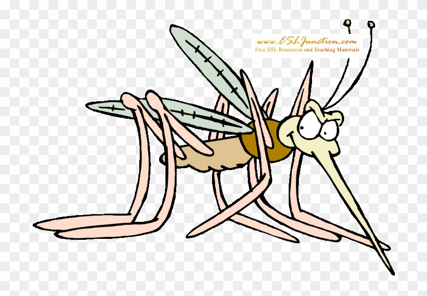 Bugs And Insects Esl Junction Mosquito Clipart