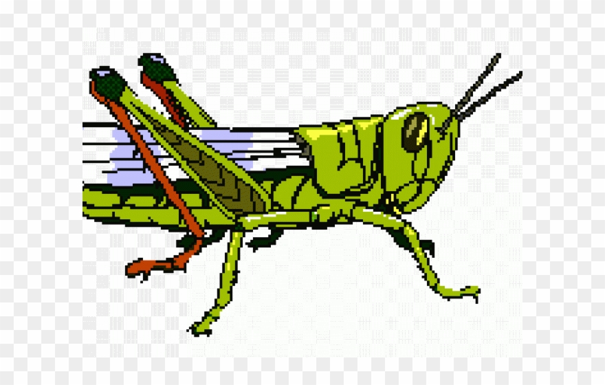 Grasshopper Clipart Grasshopper Wing - Png Download