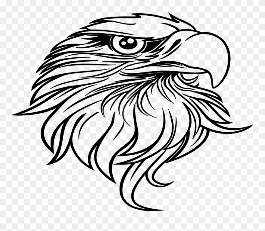 Eagle Beak Curved Bird Wildlife Png Image Clipart