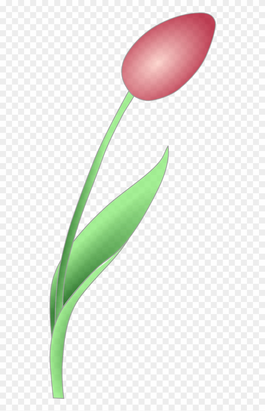 Tulip Flower Red Png Image Clipart