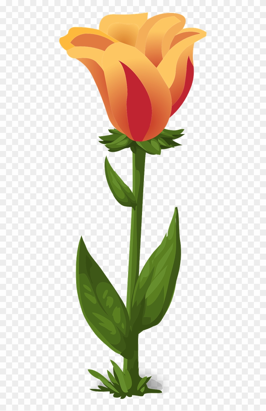 Tulips Plants Flowers Green Png Image Clipart
