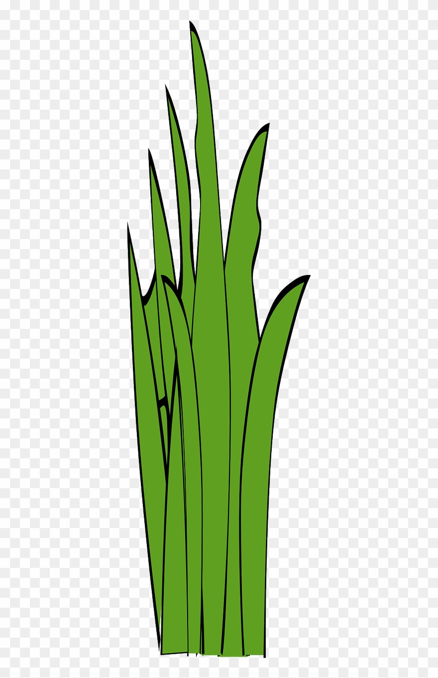 Blades Of Grass Grass Weed Png Image Clipart