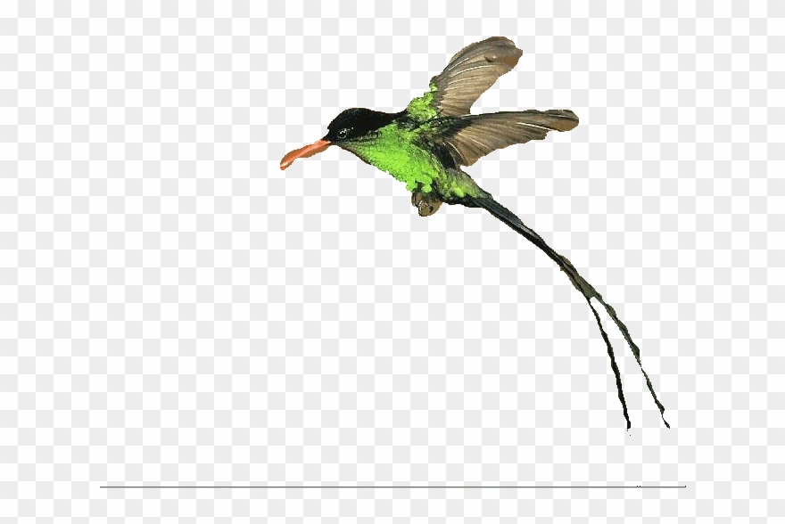 Clipart Doctor Bird Png Download (2556846) PinClipart