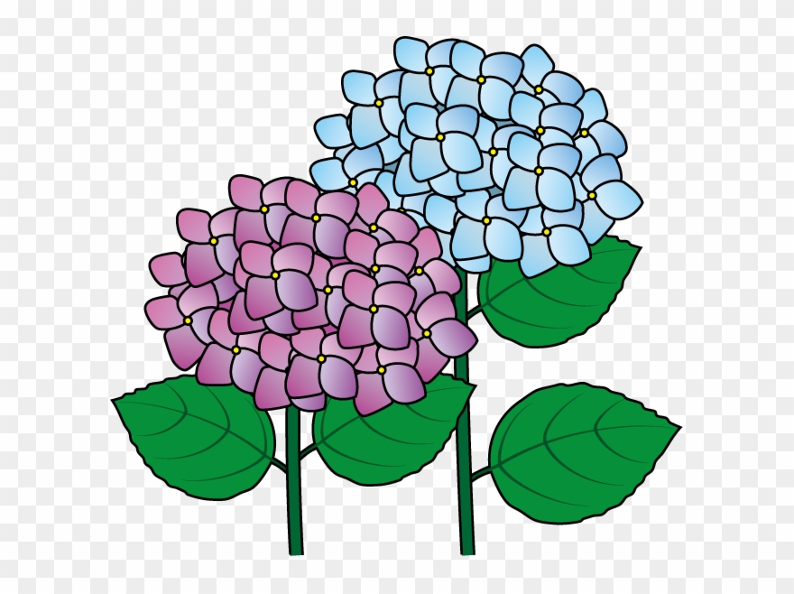 Hydrangea Clip Art Png Download (2557093) PinClipart