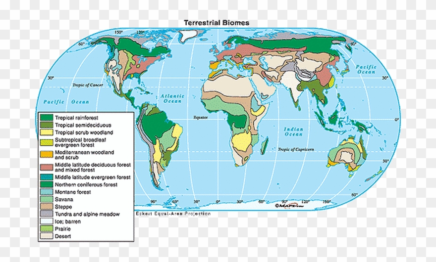 A 70% Earth Is Made Up Of Water The Taiga Biome Is Clipart