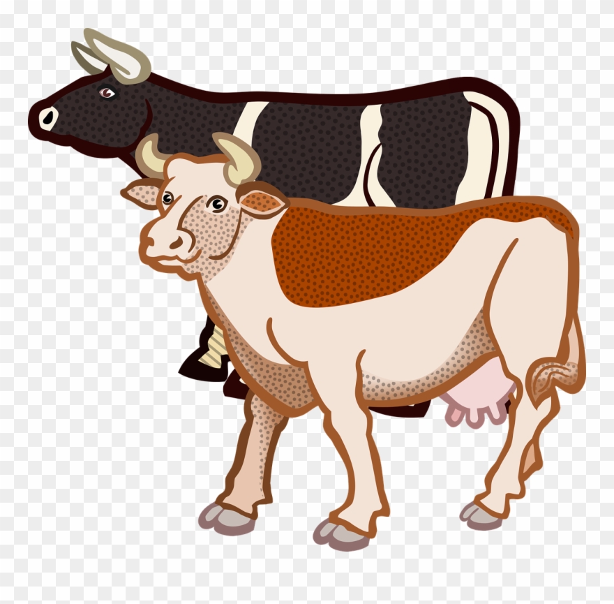 Animal Cow Farm Tier Png Image Clipart