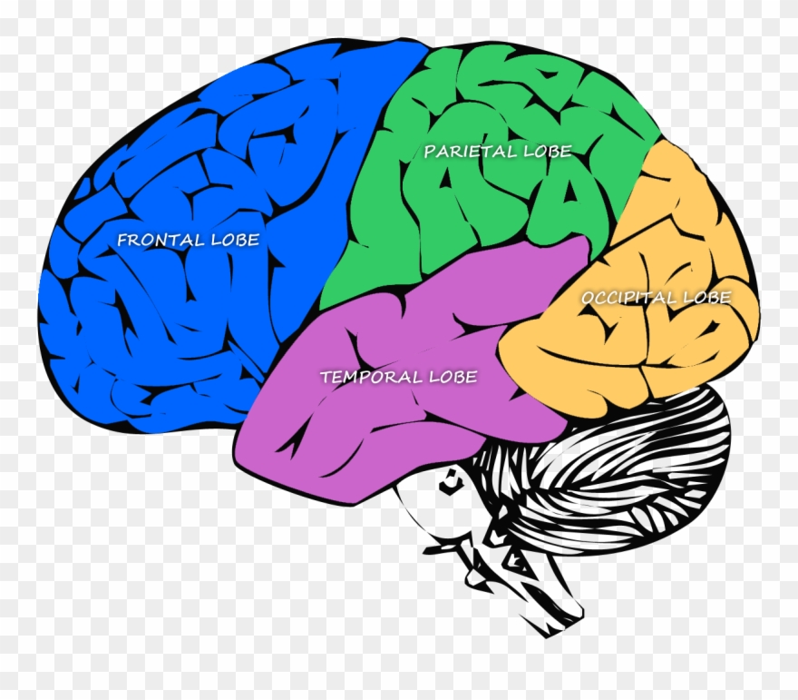 Diagram Of The Major Lobes Of The Brain Clipart