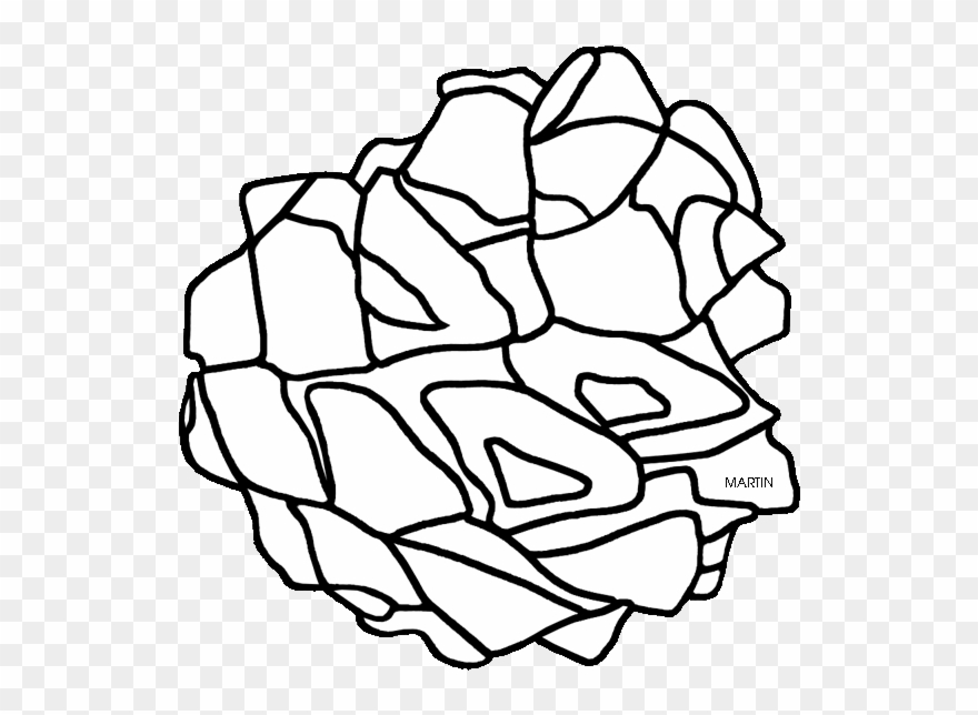 State Tree Of Nevada, Single Leaf Pinon Clipart
