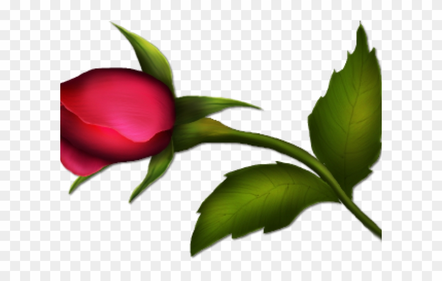 Bud Clipart Bunch Rose - Png Download