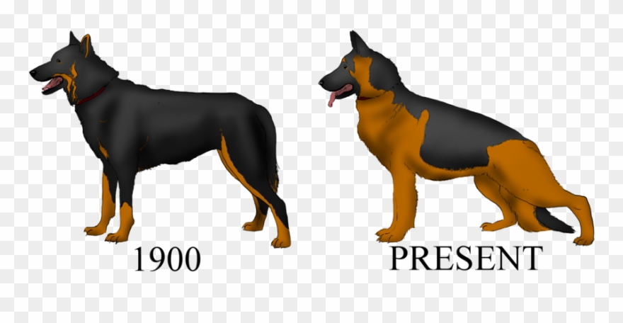 The Way German Shrpherds Are Meant To Be (with Pic) Clipart