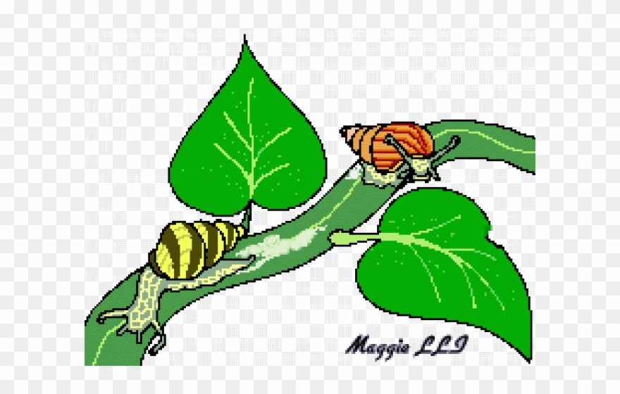 Snail Clipart Female - Png Download