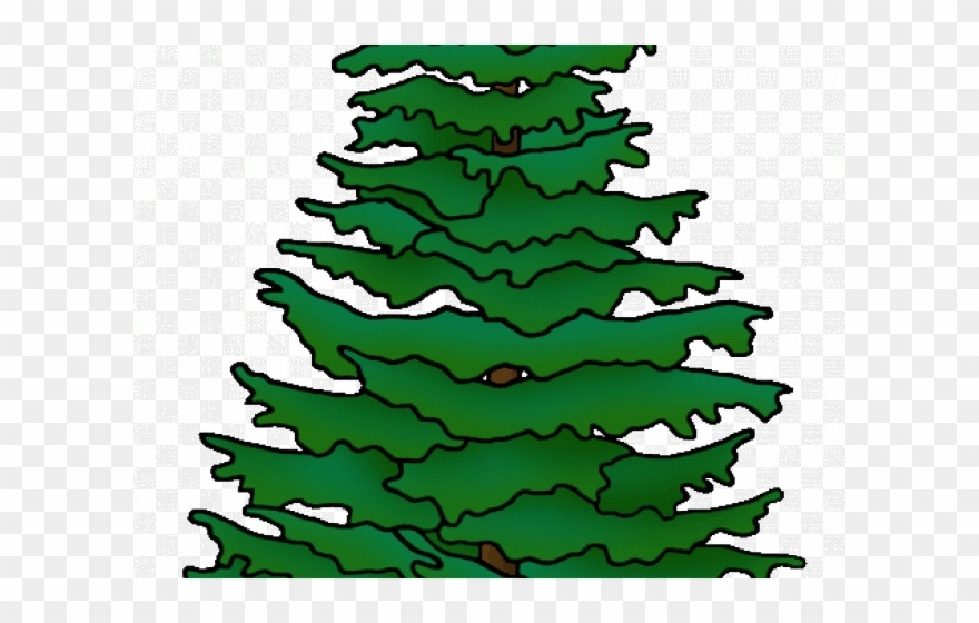 Fir Tree Clipart Hemlock Tree - Png Download