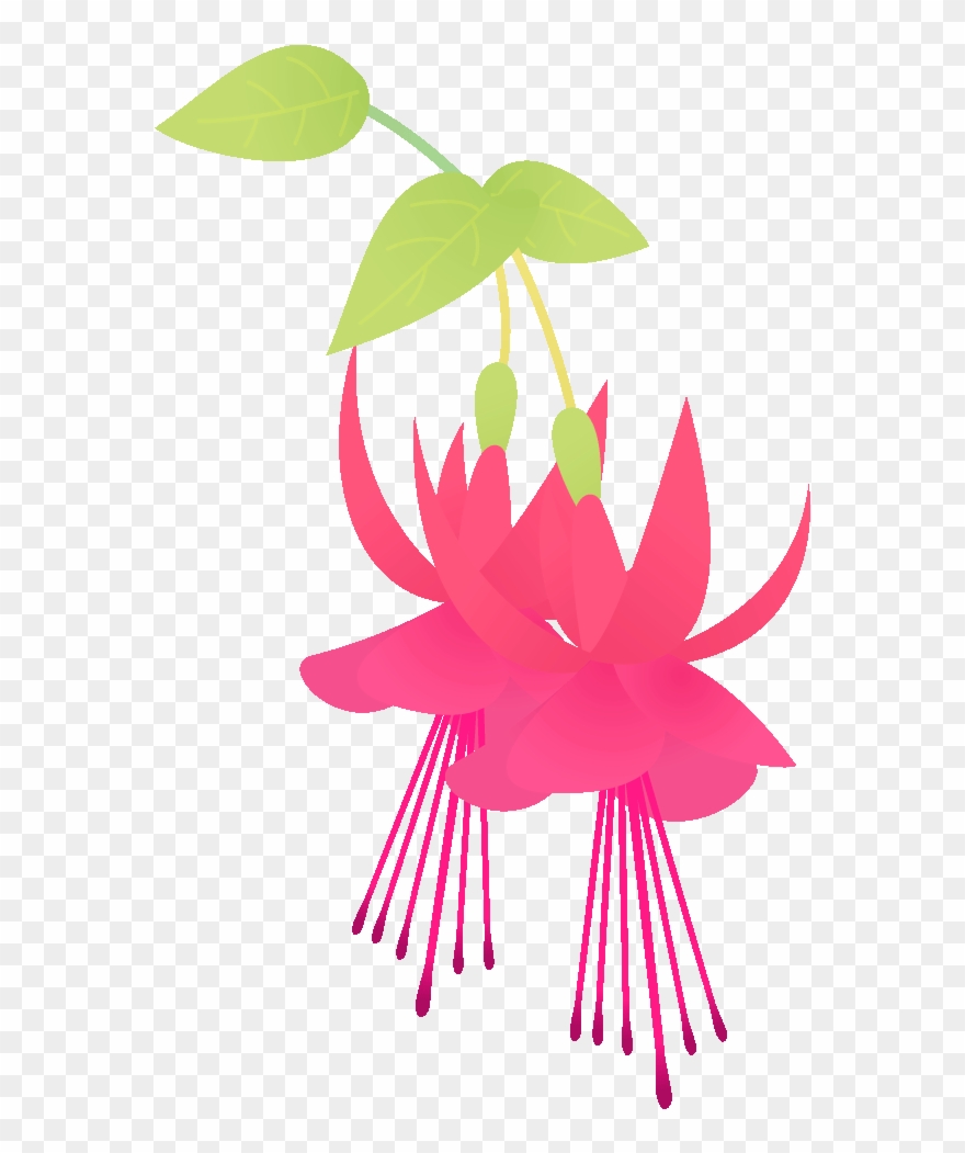 358 フクシア／f - - Clipart
