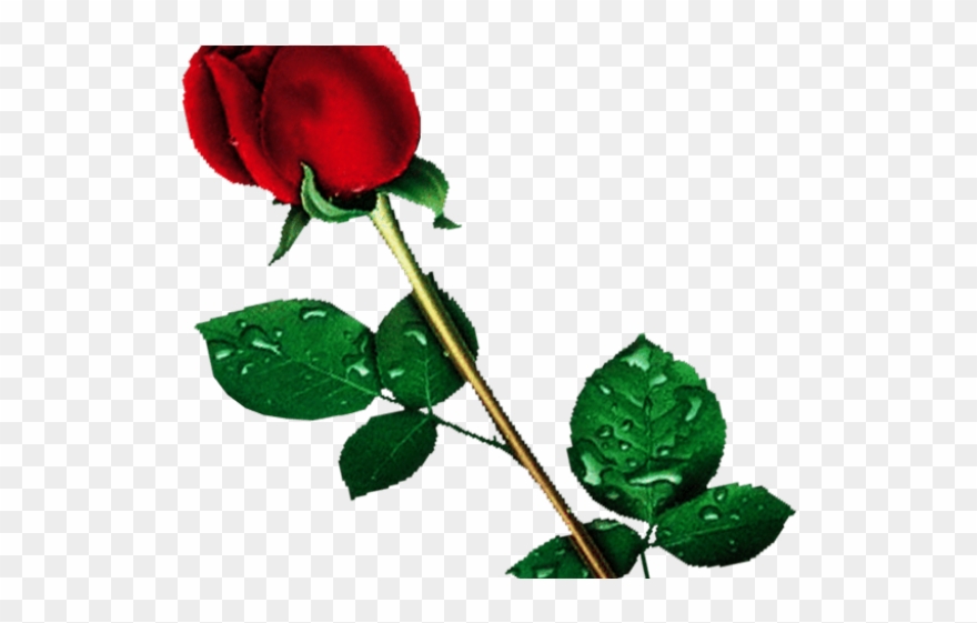 Red Rose Clipart Backgroundless - Png Download