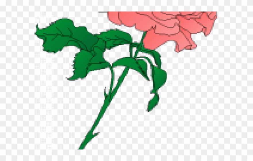 Rose Clipart Carnation - Png Download