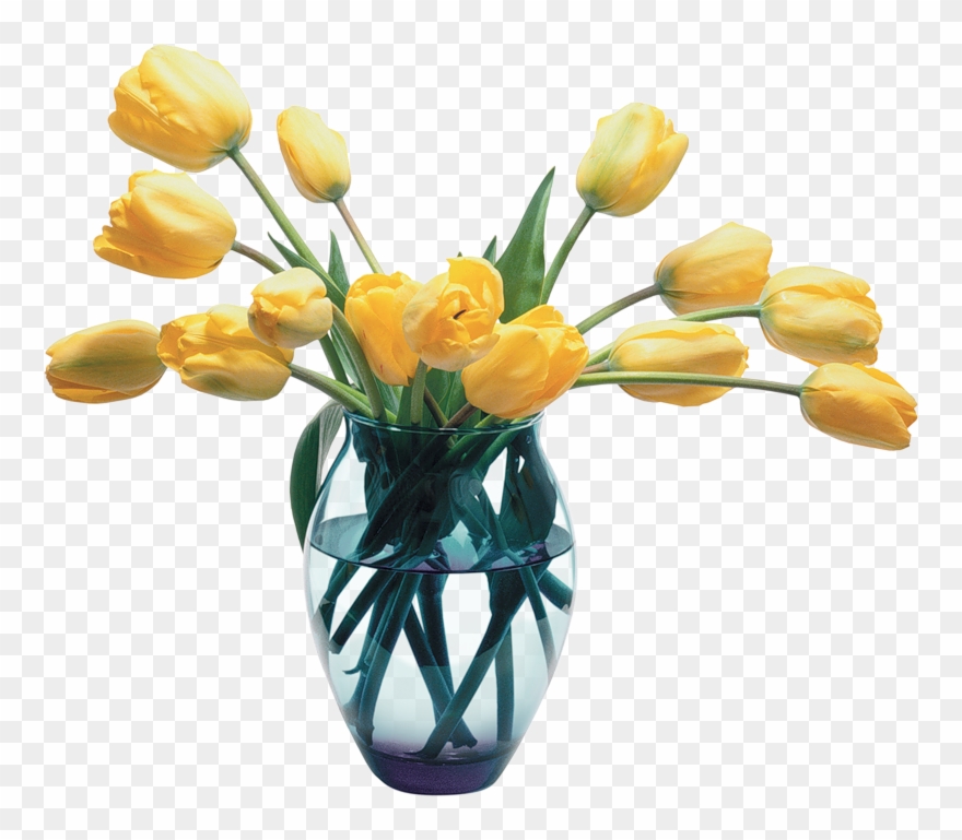 Lotka O Clipart
