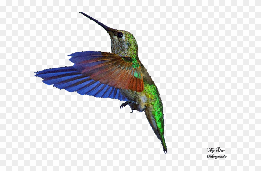 Google Search Bee Hummingbird, Hummingbird Photos, Clipart