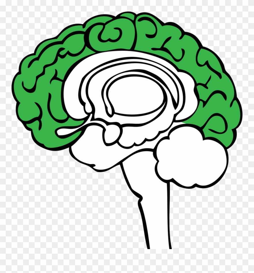 Green Brain - The Neocortex Clipart