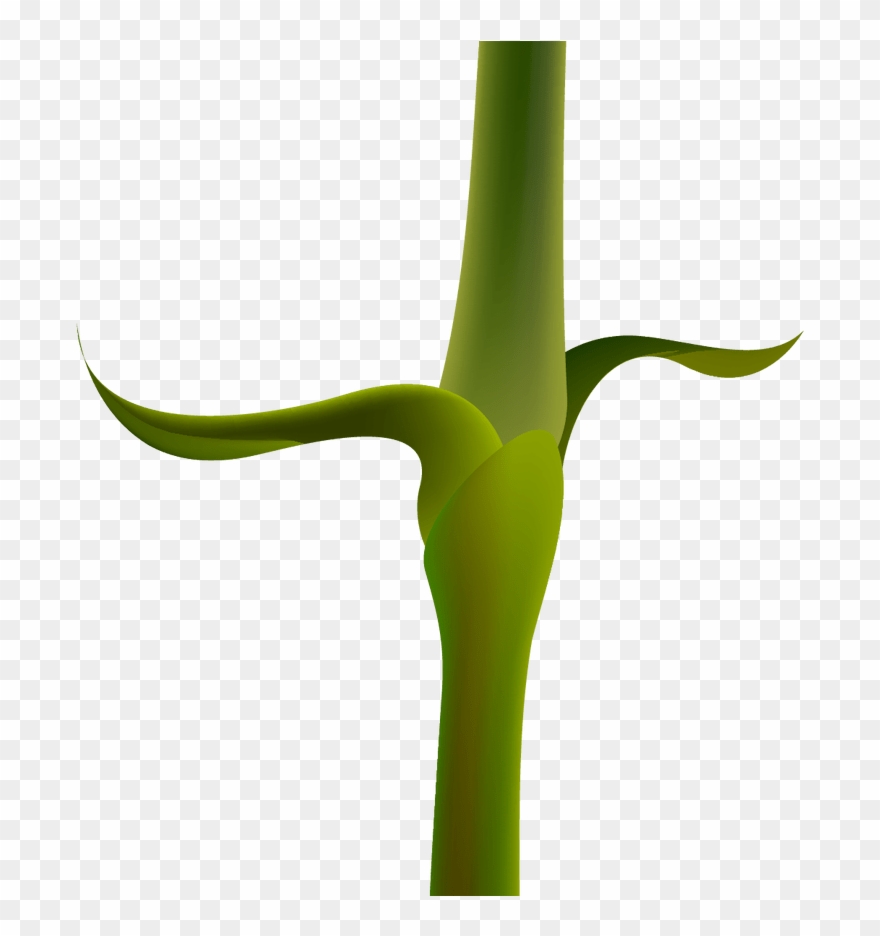 Red Carnation Png Clipart Image Gallery Yopriceville Transparent Png