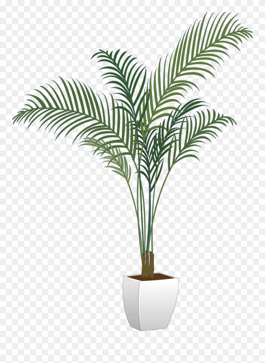 Best Hd Kiss Arecaceae Flowerpot Houseplant Vector Clipart