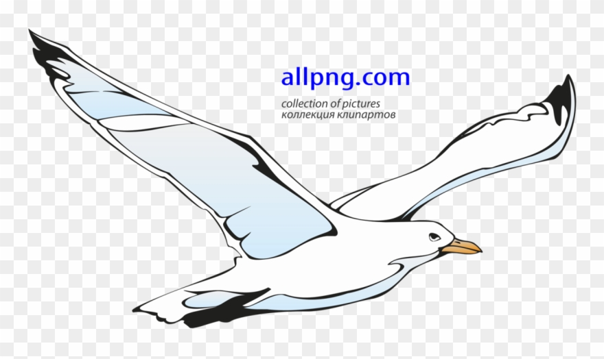 Flying Seagull Clipart - Png Download