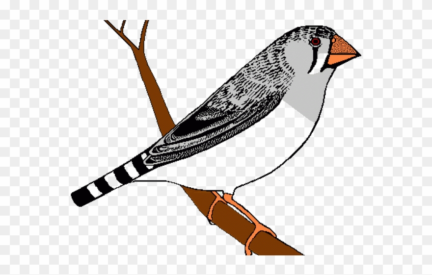 Finch Clipart Zebra Finch - Png Download
