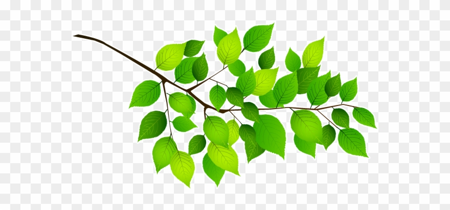 Stickers Branche Feuille Cerisier Clipart