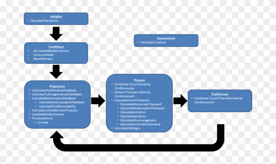 Urinary System Renal Flow Chart Diagram Wiring Diagram Clipart