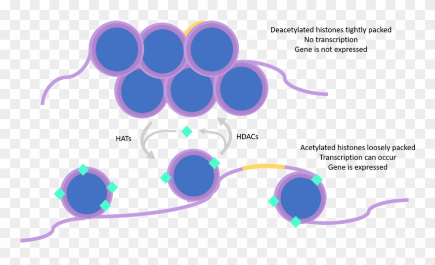 So, What Determines If A Gene Is Acetylated Or Deacetylated Clipart
