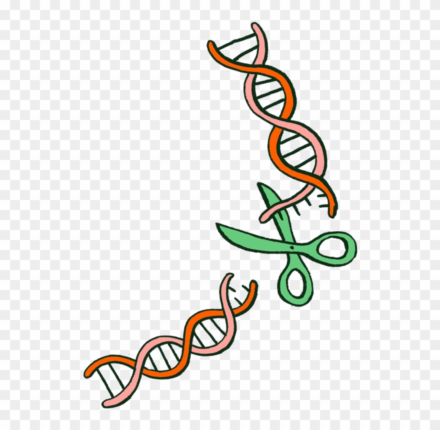 But They Don't Cut Dna Just Anywhere Clipart
