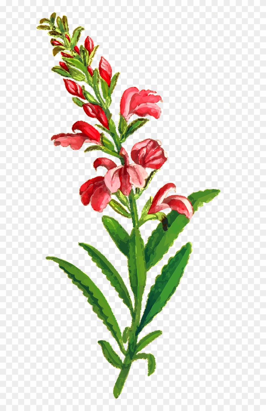 Flora Floral Flower Leaf Leaves Png Image Clipart