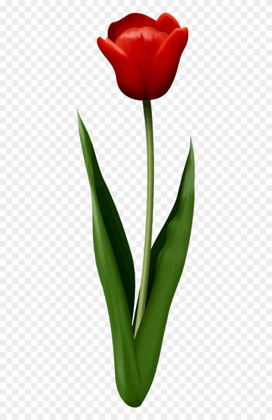 Floral Flower Leaf Leafy Leaves Png Image Clipart