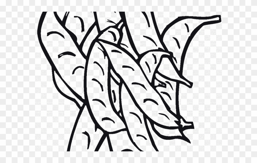 Bean Clipart Green Leafy Vegetable - Png Download