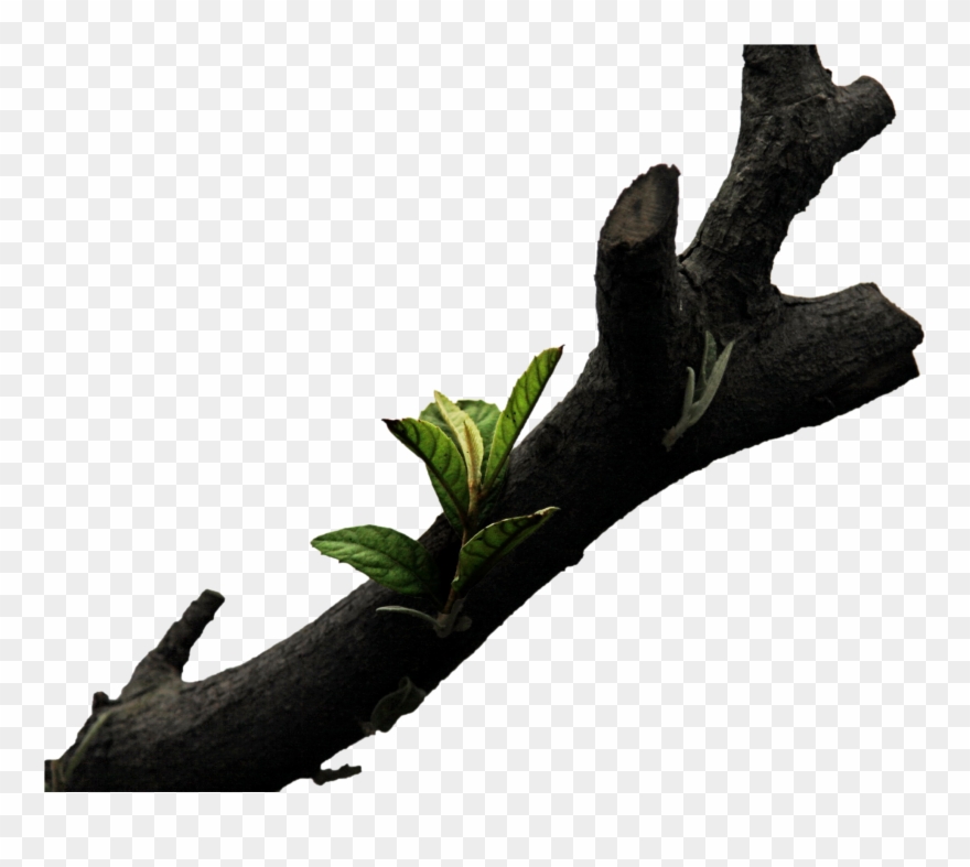 Branches Wood Tree Wallpaper Branch Png File Hd Clipart Transparent Png