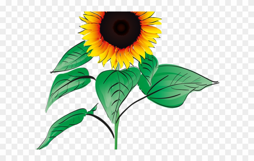 Sunflower Clipart Root - Png Download