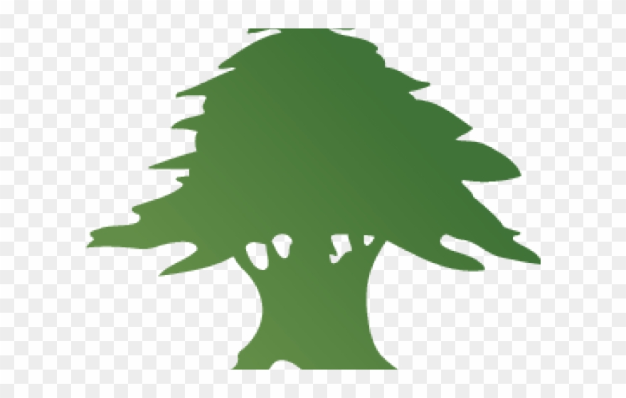 Fir Tree Clipart Cedar Tree - Png Download