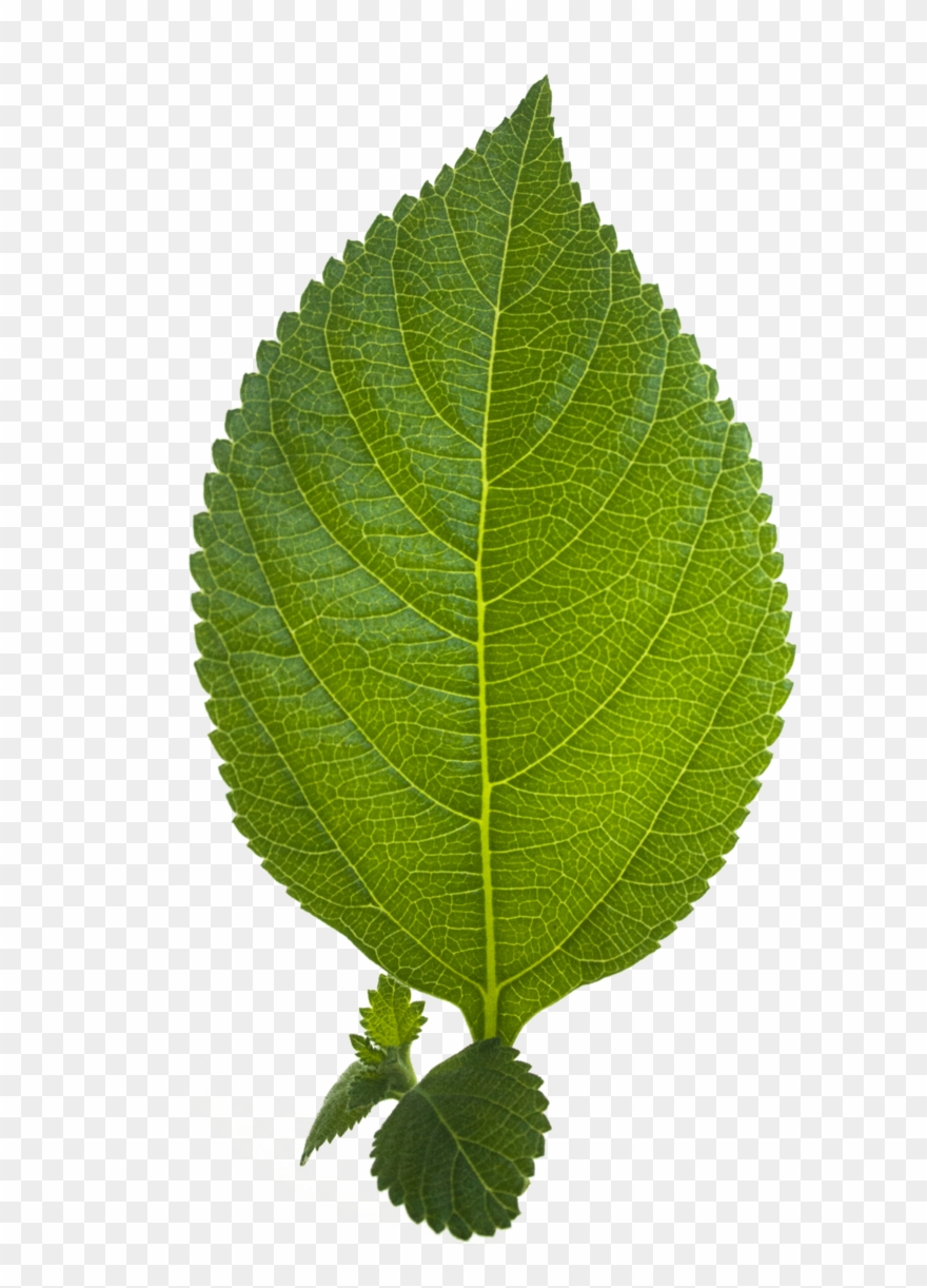 Leaf Hd Clipart
