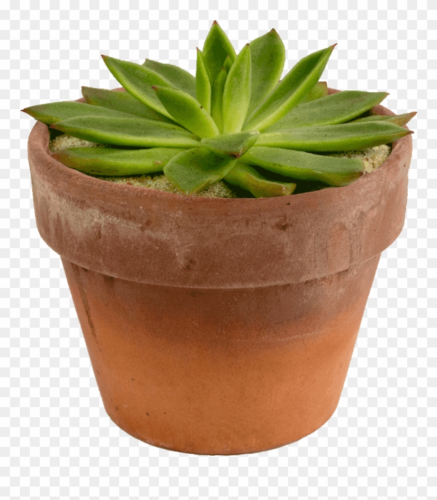 Purple Plants Clipart Images - Png Download