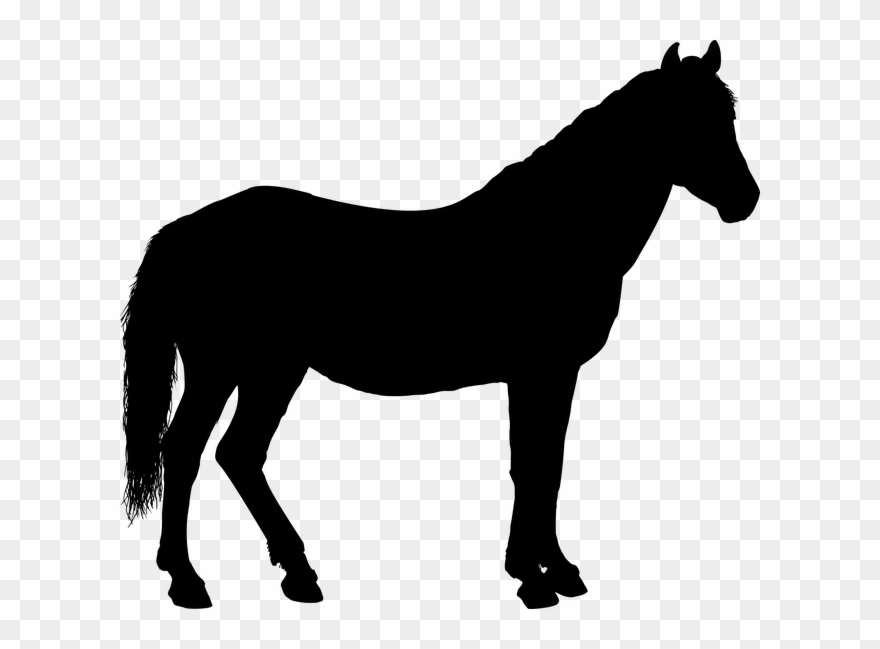 Horse Clipart Shadow - Png Download