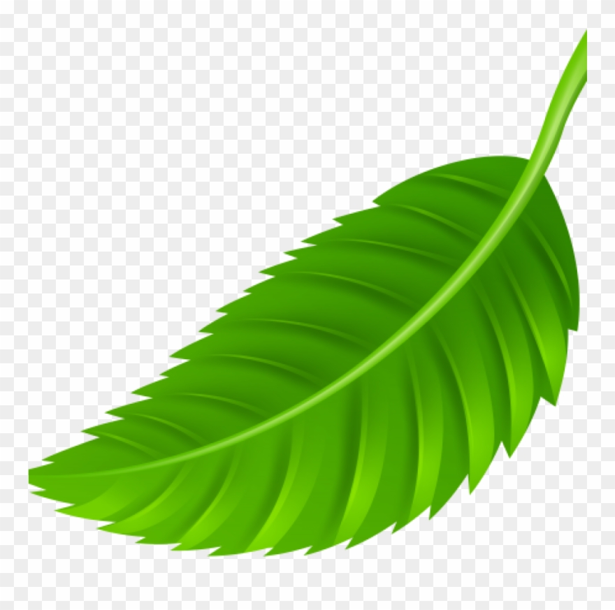 Leaf Images Clip Art Leaf Png Clip Art Best Web Clipart Transparent Png