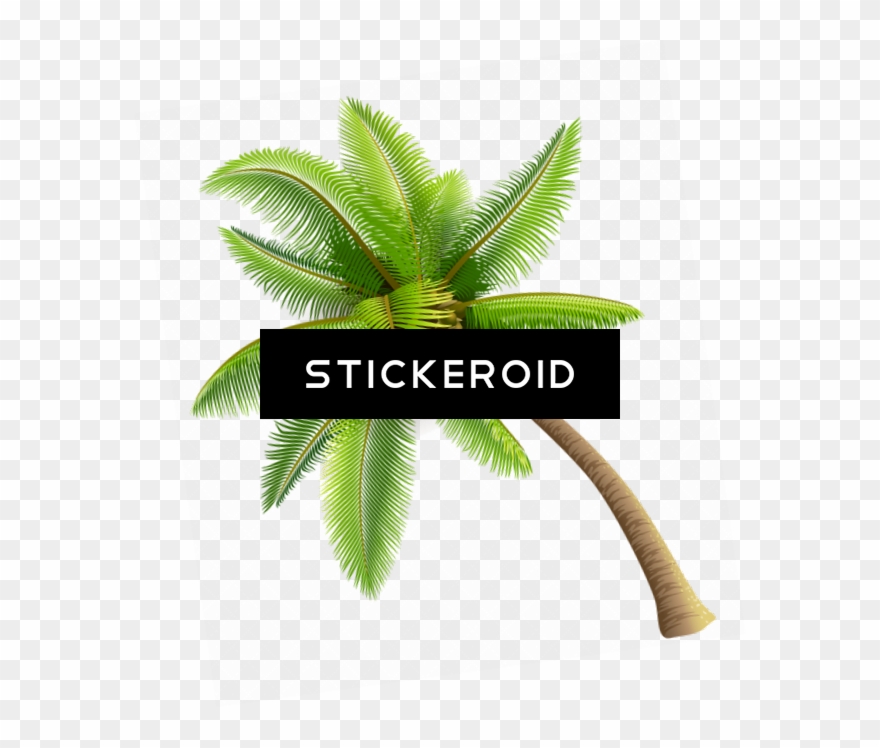 Coconut Tree Clipart