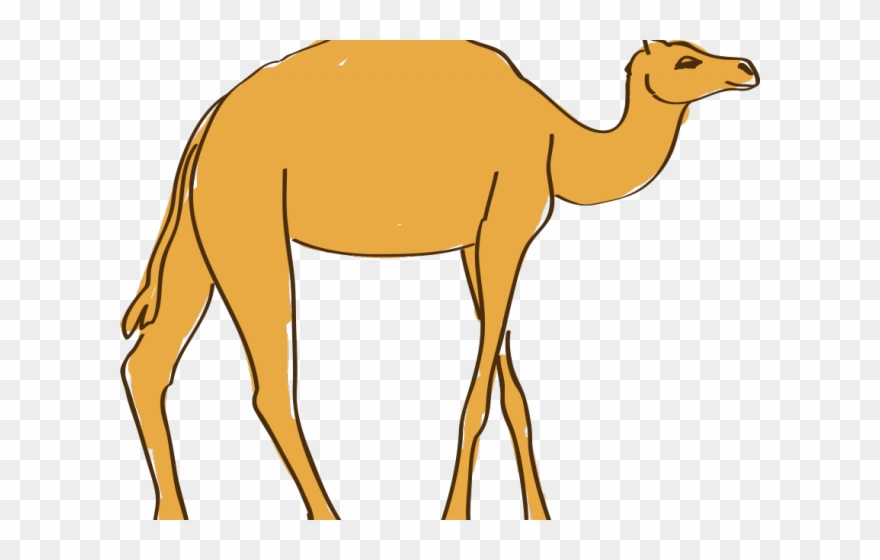 Camels Clipart Egyptian Camel - Png Download